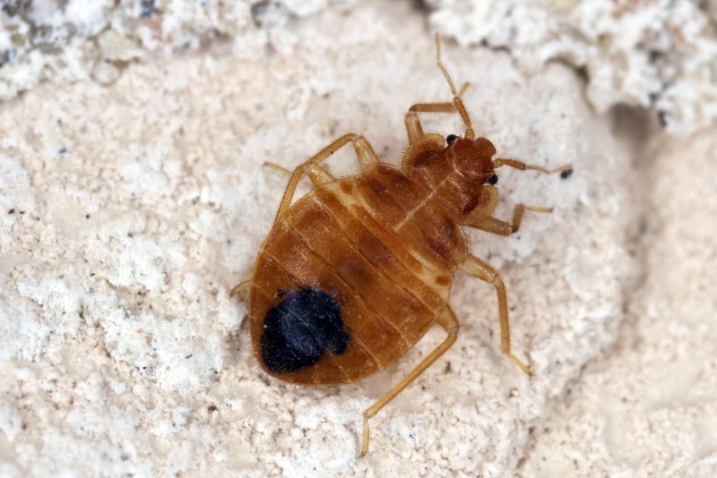 The Causes of Bed Bugs: How to Prevent an Infestation