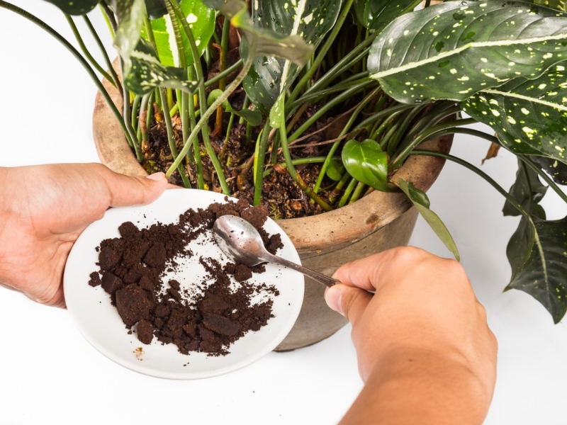 Uses of Coffee Grounds