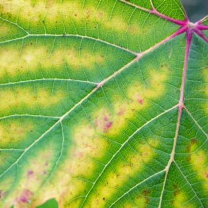 Chlorosis: Know It’s Symptoms and Treatments