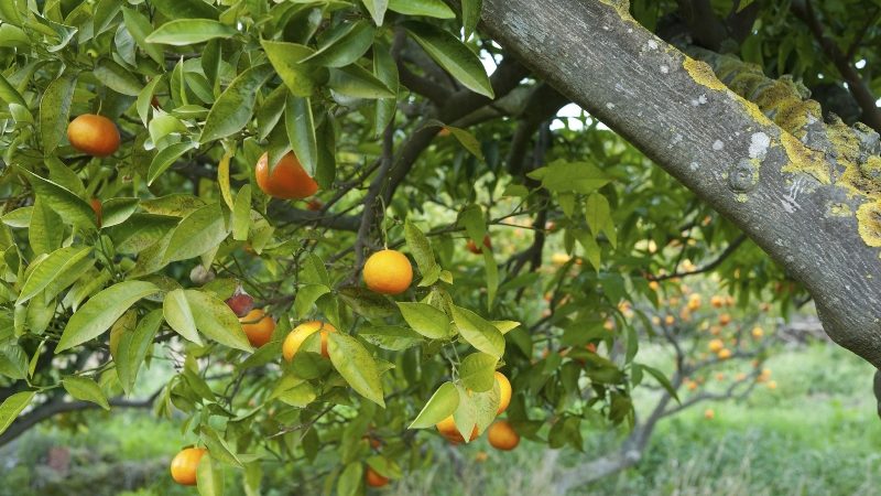 Citrus Mildew: How to Identification and Control Phytophthora