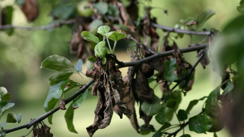 How to Identify Fire Blight and Treat it?
