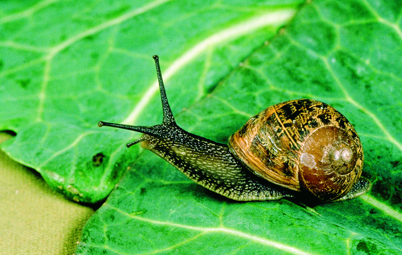 How to Fight Against Slugs and Snails?