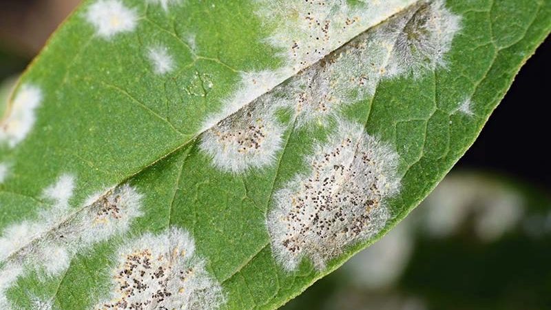 Mildew: How to Fight with Organic Treatment