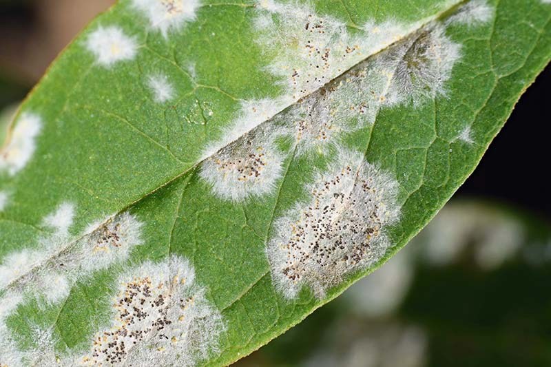 Mildew: How to Fight with Organic Treatment