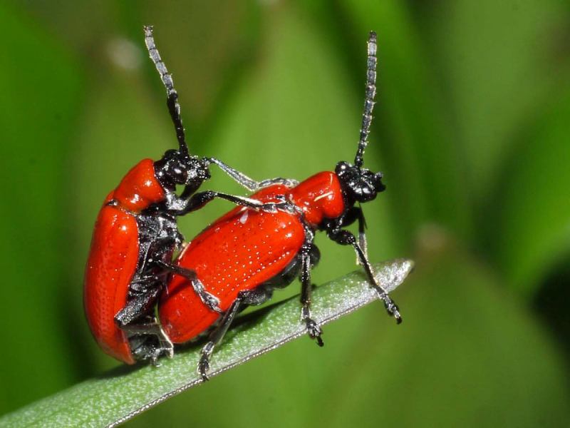 Lily Beetle – How to Recognize, Control and Treatment
