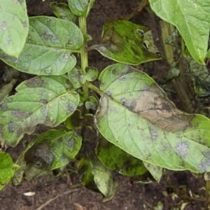 Phytophthora: Symptoms, Prevention and Control