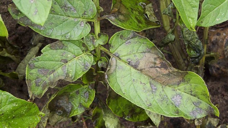 Phytophthora: Symptoms, Prevention and Control