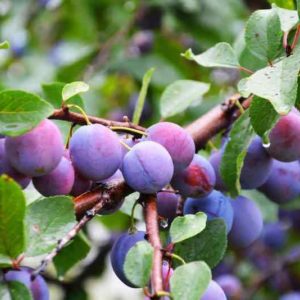 Plum Disease Prevention and Treatment