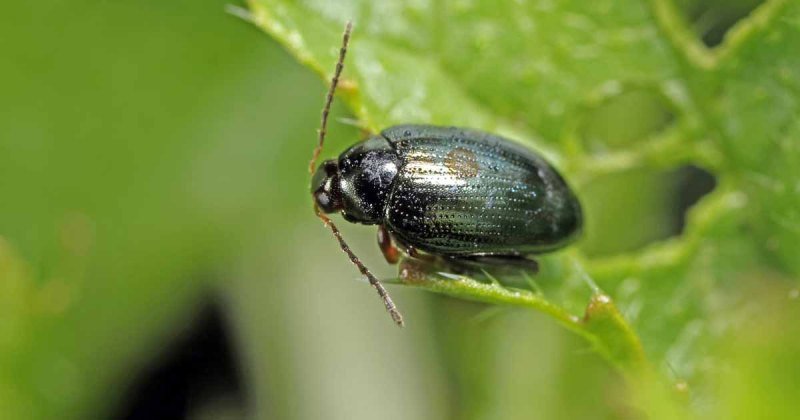 The life cycle of flea beetles