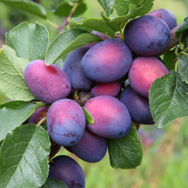 Plum Disease Prevention and Treatment
