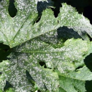 Zucchini Diseases and Pests Treatment Tips