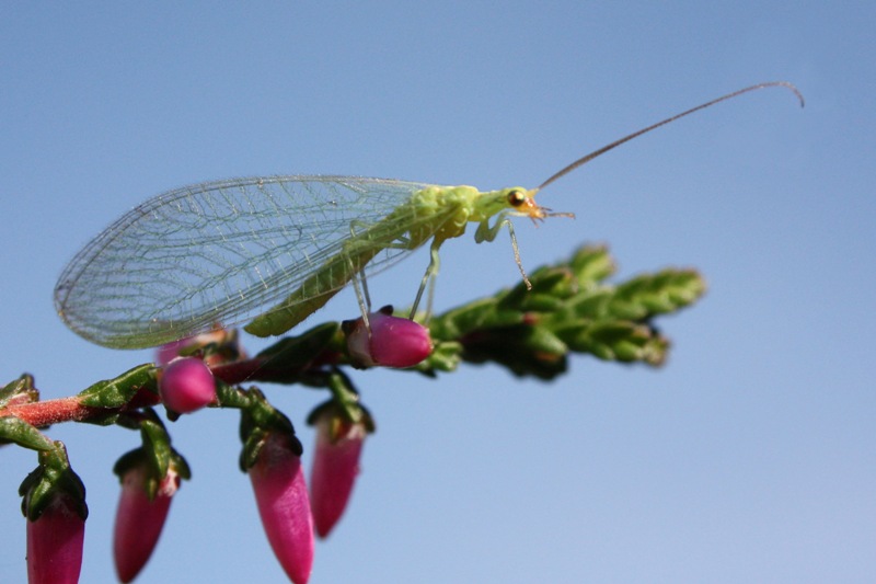 The Green Lacewing An Auxiliary with Many Advantages