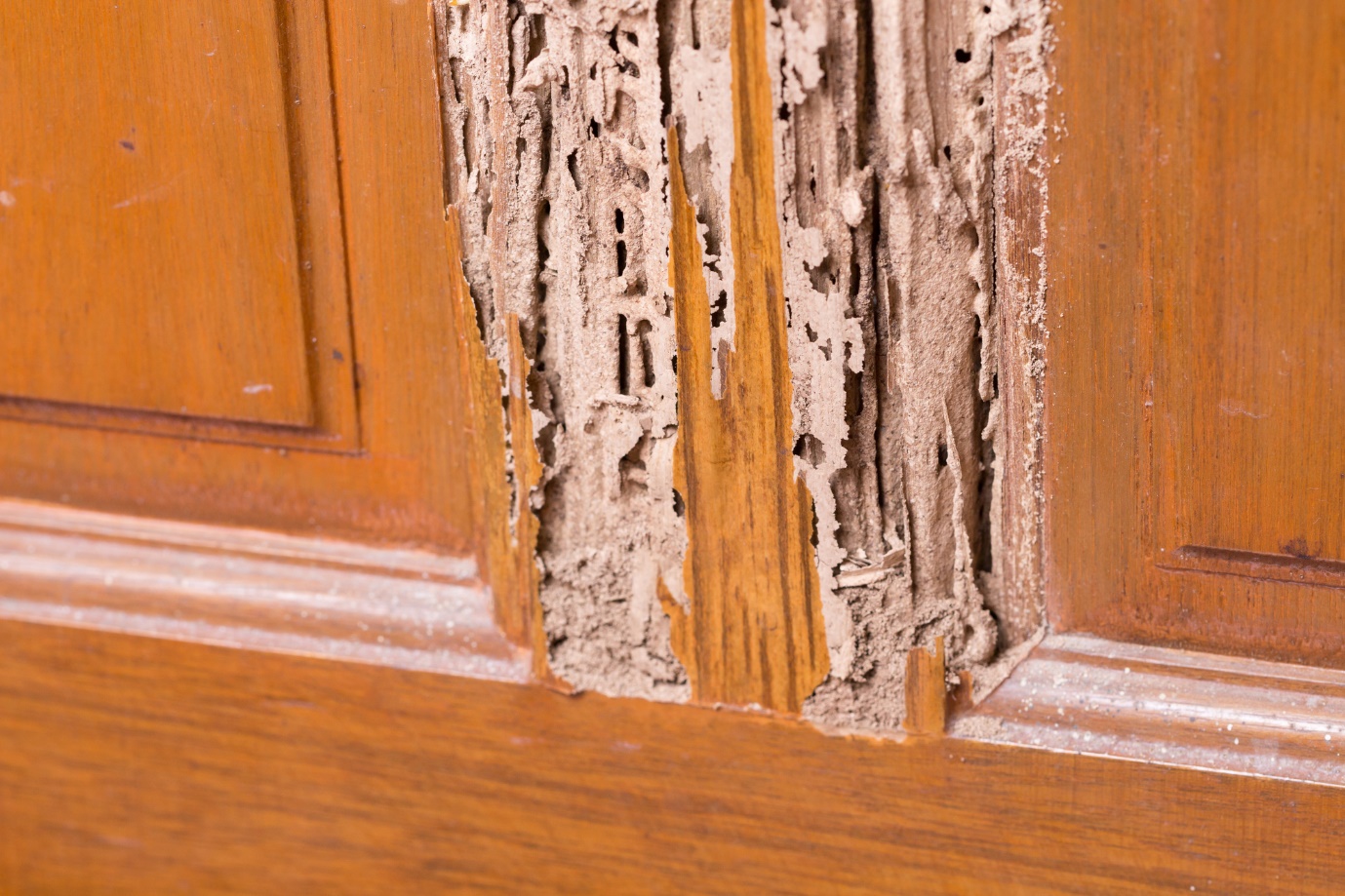 This Is How to Get Rid of Termites in Your House