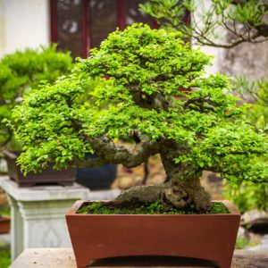 Top 5 Indoor Bonsai Plants to Lit Up Your Living Room in 2021