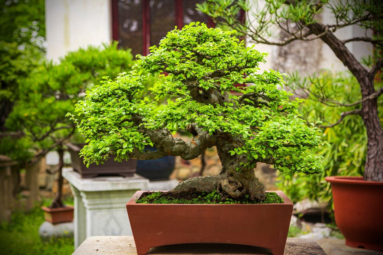 modern living room bonzai plant